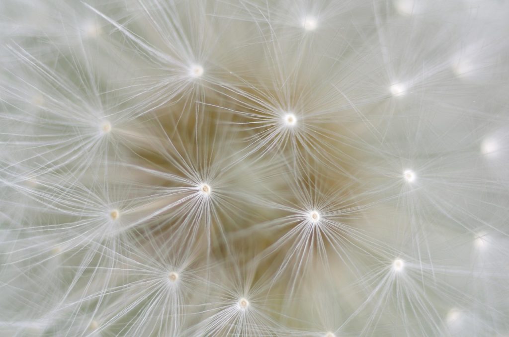 dandelion, seeds, nature, close up, macro, dandelion, dandelion, dandelion, dandelion, dandelion, seeds