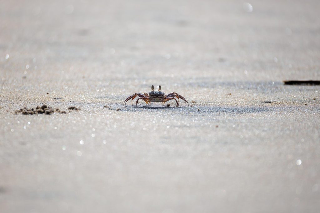 crab, beach, wildlife, sand, nature
